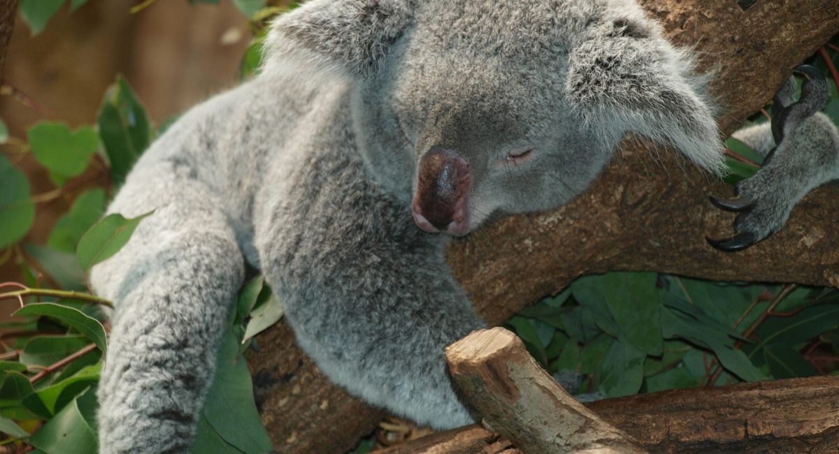 koala artikel slaapfabels